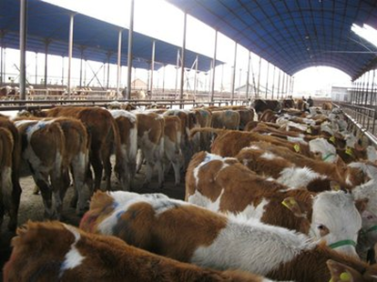 内蒙古科尔沁养殖农场饲料添加剂vma检测